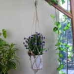 Plant Hanger