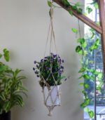 Plant Hanger