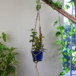 Plant Hanger