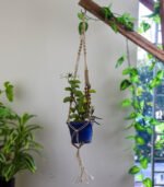 Plant Hanger